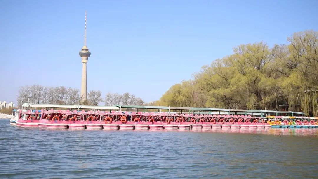 玉渊潭公园樱花季时间定了! 玉渊潭公园樱花季时间定了!