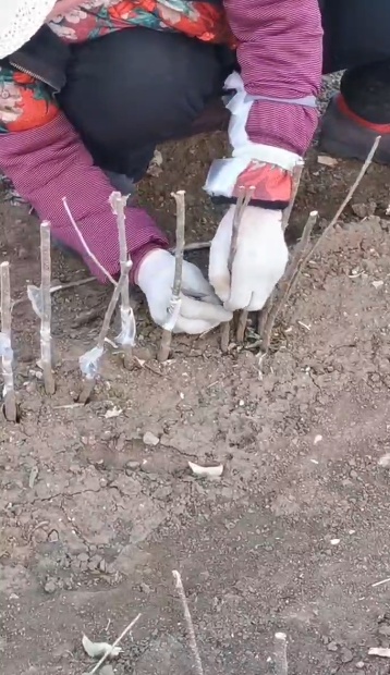 河北女子5年3次网购车厘子苗，都是海棠！自称大冤种，山东网友给她邮了两棵樱桃苗