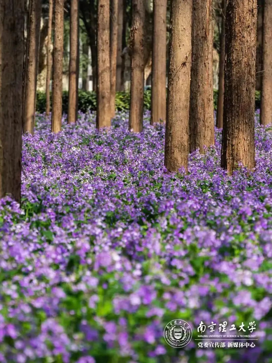 南京高校“顶流校花”大赏，你PICK哪个？