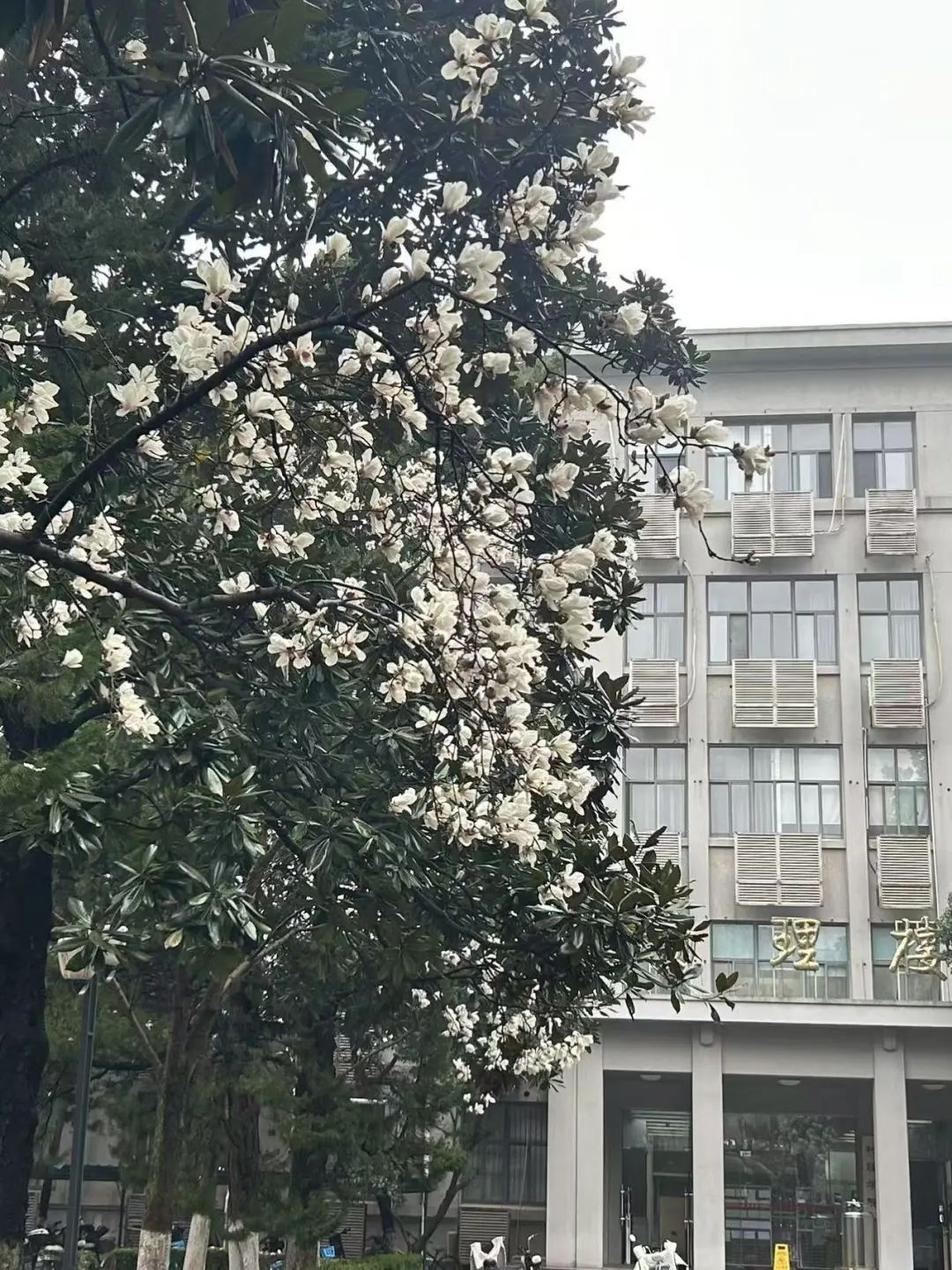 南京高校“顶流校花”大赏，你PICK哪个？