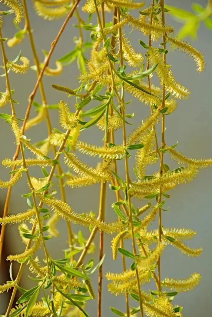 花粉暴击预警！这些地区即将进入过敏高发期，防护指南请收好！