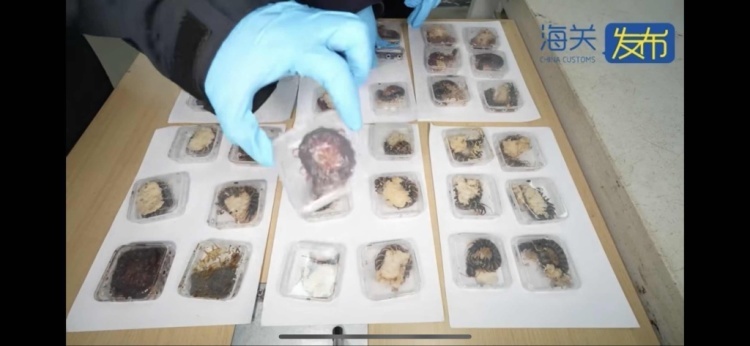 上海海关查获36只活体德哈尼蜈蚣，身长约20厘米