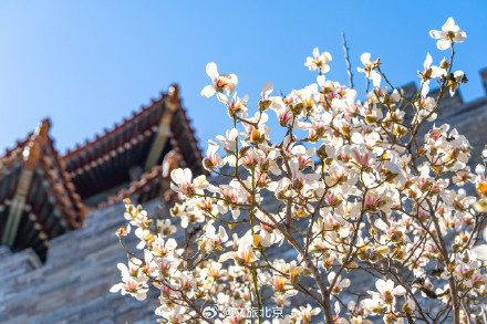 故宫东华门玉兰花开遥挂枝头