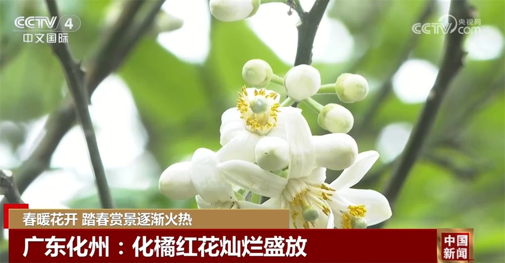 春暖花开时踏春赏景逐渐火热 以花为“媒”促“春日经济”盛放 春暖花开时踏春赏景逐渐火热 以花为“媒”促“春日经济”盛放