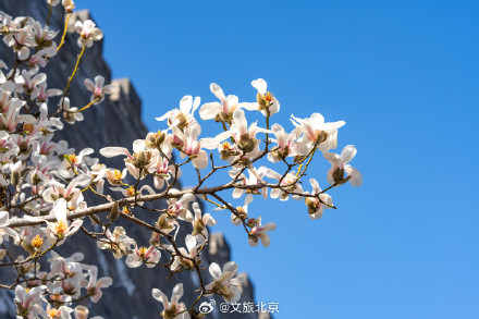 故宫东华门玉兰花开遥挂枝头