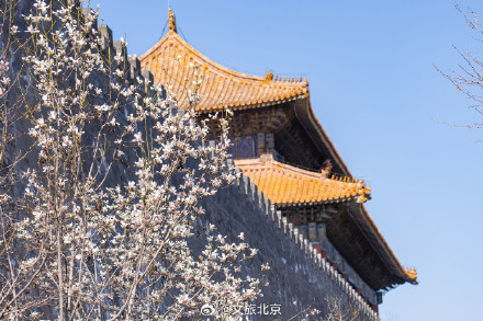 故宫东华门玉兰花开遥挂枝头