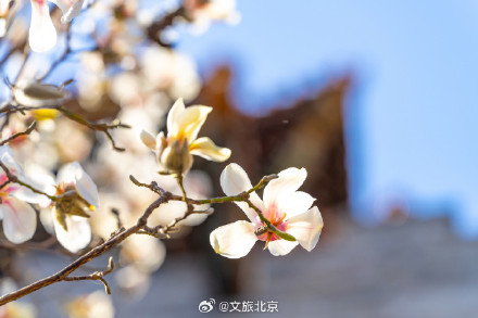 故宫东华门玉兰花开遥挂枝头