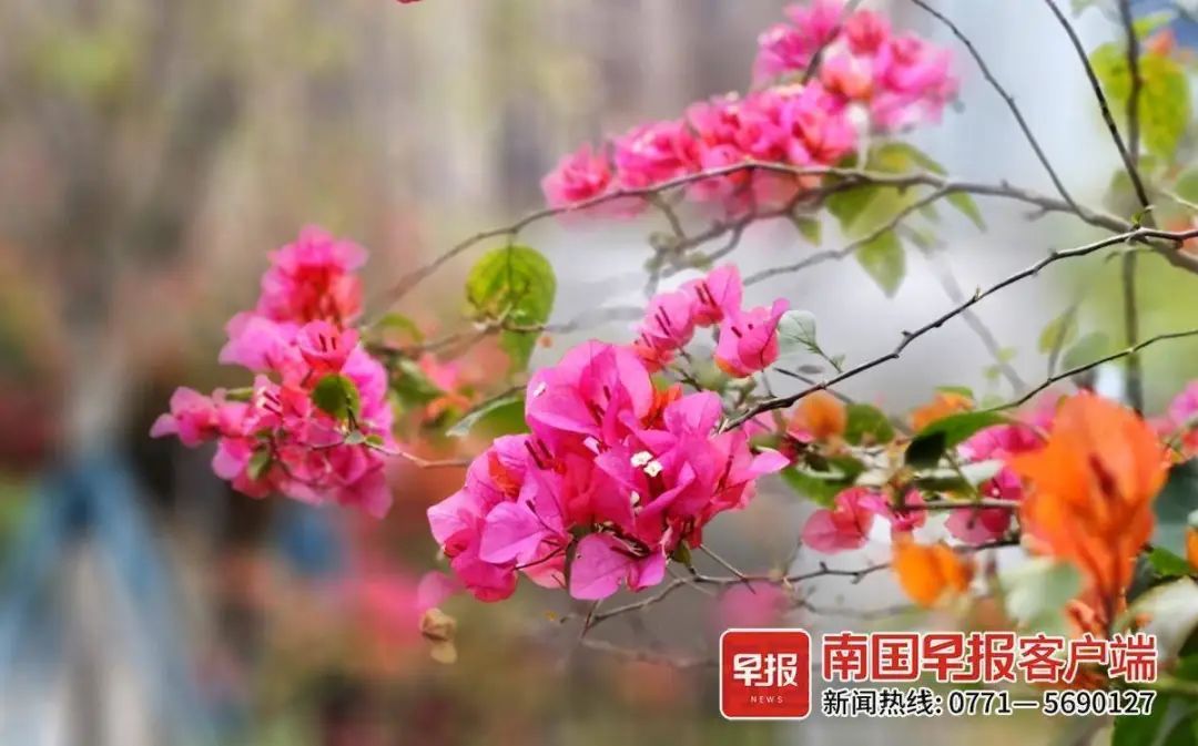 回南天倒计时!又一股冷空气要到广西,气温或降6~8℃ 回南天倒计时!又一股冷空气要到广西,气温或降6~8℃