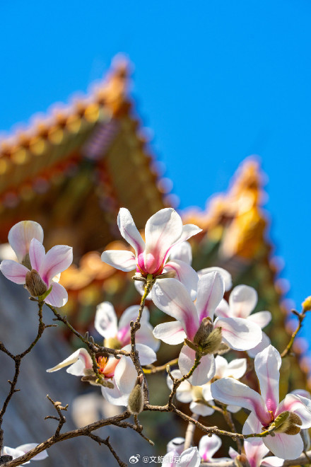 故宫东华门玉兰花开遥挂枝头