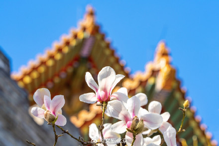 故宫东华门玉兰花开遥挂枝头