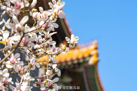 故宫东华门玉兰花开遥挂枝头