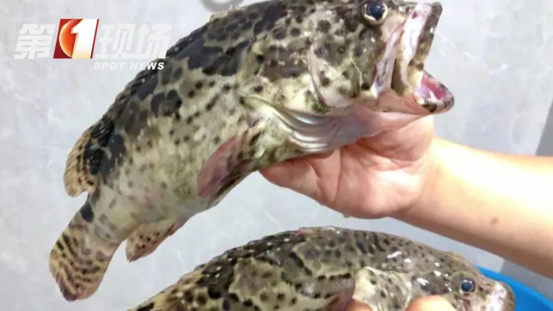 处理海鲜戴手套!感染这种细菌致死率或达100% 处理海鲜戴手套!感染这种细菌致死率或达100%