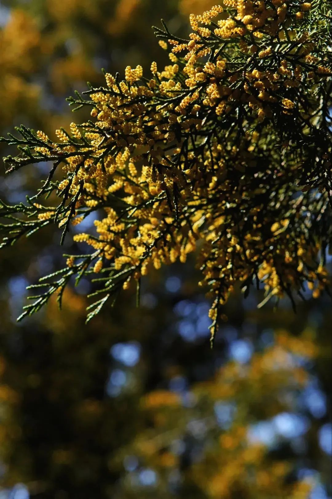 花粉暴击预警！这些地区即将进入过敏高发期，防护指南请收好！