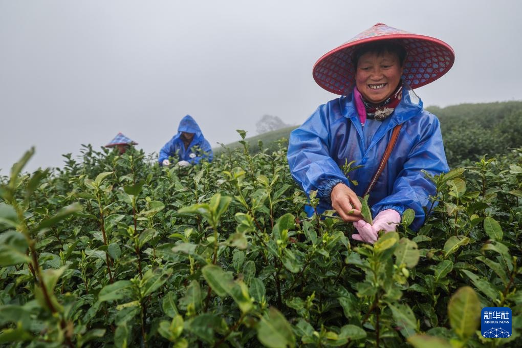 茶乡早春头茶开采