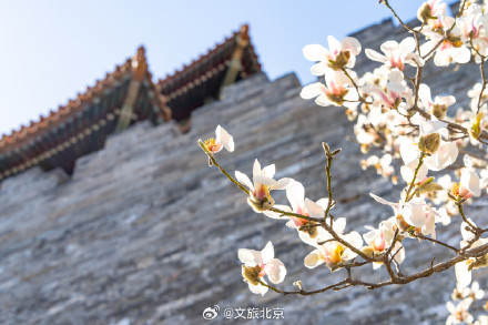故宫东华门玉兰花开遥挂枝头