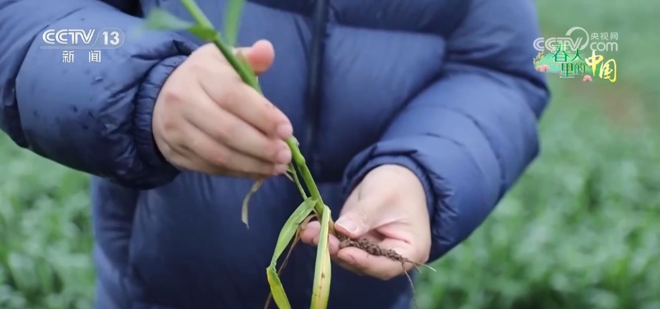 智慧农业让春耕春管“底气”足 “产业旺”推进“乡村兴” 智慧农业让春耕春管“底气”足 “产业旺”推进“乡村兴”