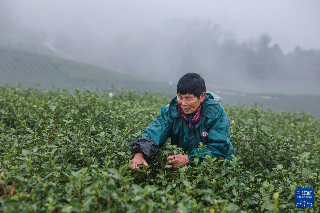 茶乡早春头茶开采