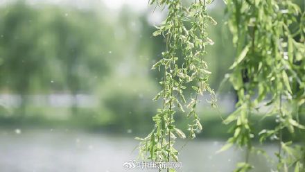 花粉过敏的罪魁祸首并不是花