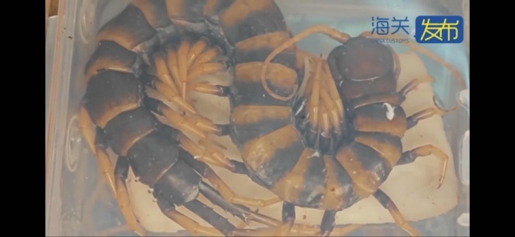 上海海关查获36只活体德哈尼蜈蚣，身长约20厘米
