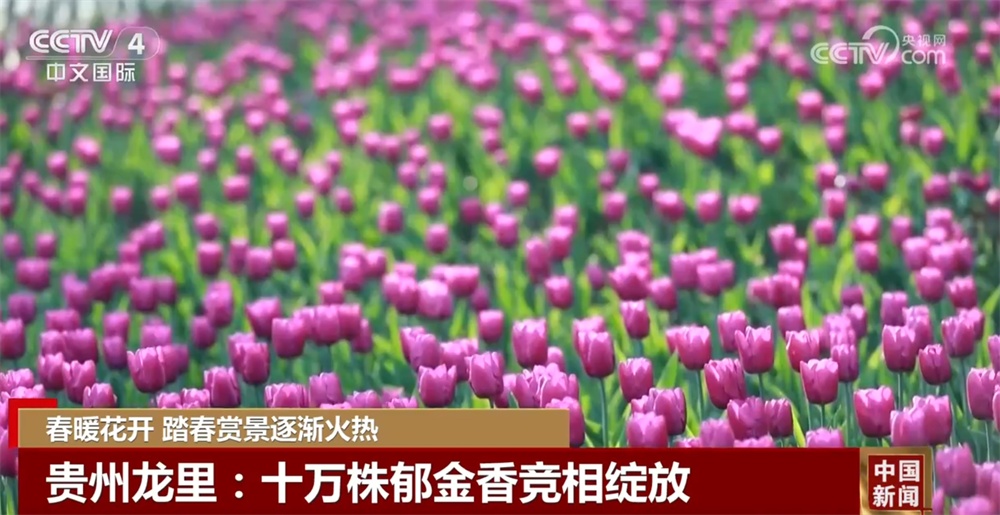 春暖花开时踏春赏景逐渐火热 以花为“媒”促“春日经济”盛放 春暖花开时踏春赏景逐渐火热 以花为“媒”促“春日经济”盛放