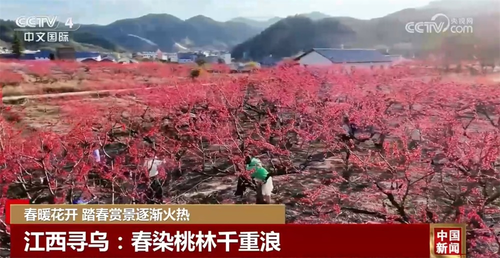 春暖花开时踏春赏景逐渐火热 以花为“媒”促“春日经济”盛放 春暖花开时踏春赏景逐渐火热 以花为“媒”促“春日经济”盛放