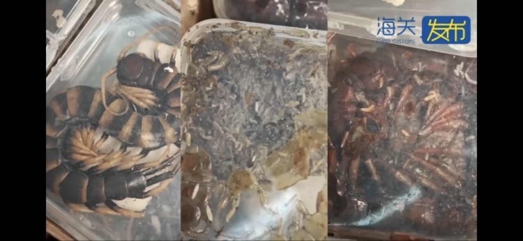 上海海关查获36只活体德哈尼蜈蚣，身长约20厘米