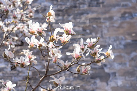 故宫东华门玉兰花开遥挂枝头