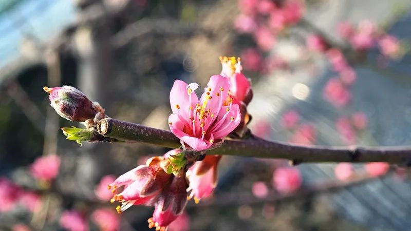 “狂飙式”升温！新疆多地直冲20℃+