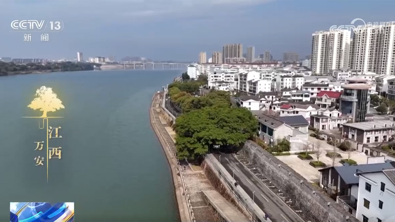 《古树名木保护条例》施行,看一看各地古树与城市如何跨越时空? 《古树名木保护条例》施行,看一看各地古树与城市如何跨越时空?