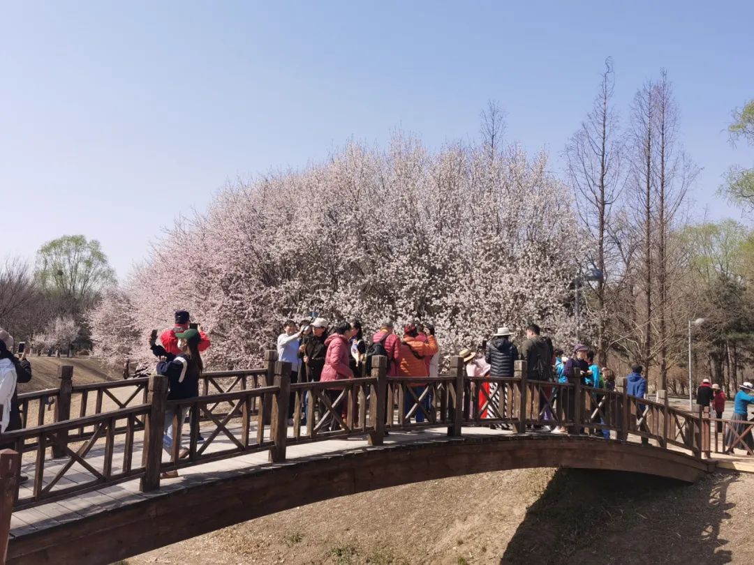 超50天超长待机！奥森春花节启幕，赏花攻略来了——