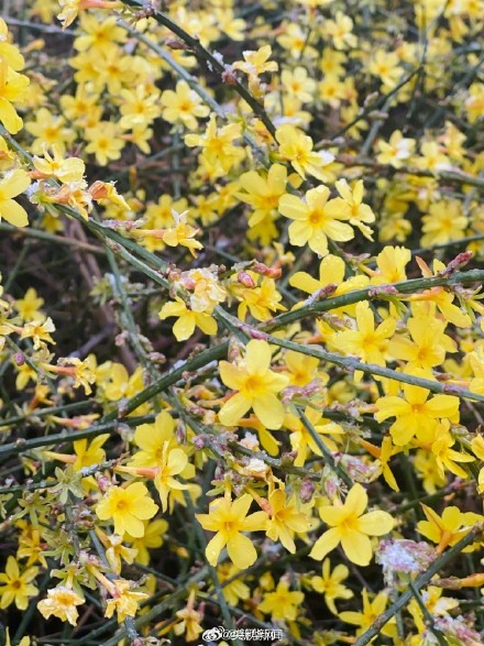 你拍到了吗？北京多地飘雪啦