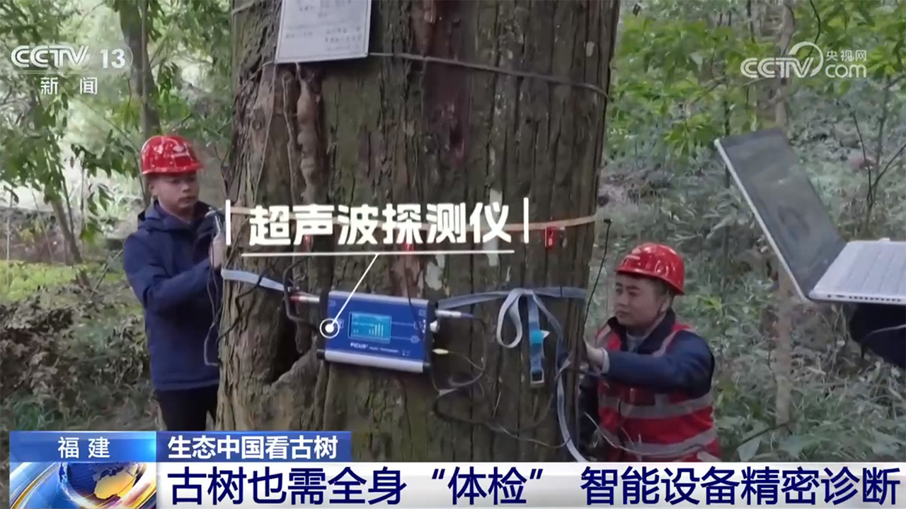 《古树名木保护条例》施行,看一看各地古树与城市如何跨越时空? 《古树名木保护条例》施行,看一看各地古树与城市如何跨越时空?