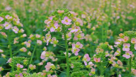 七彩油菜花美得像莫奈花园 七彩油菜花美得像莫奈花园