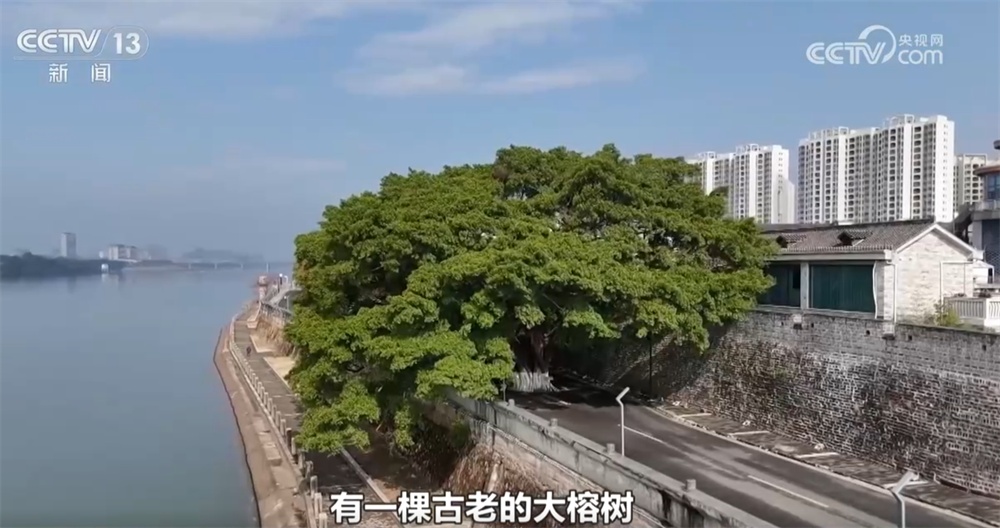 跨越时空、共荣共生！这些生态中国里的古树“传奇”打动了你吗？