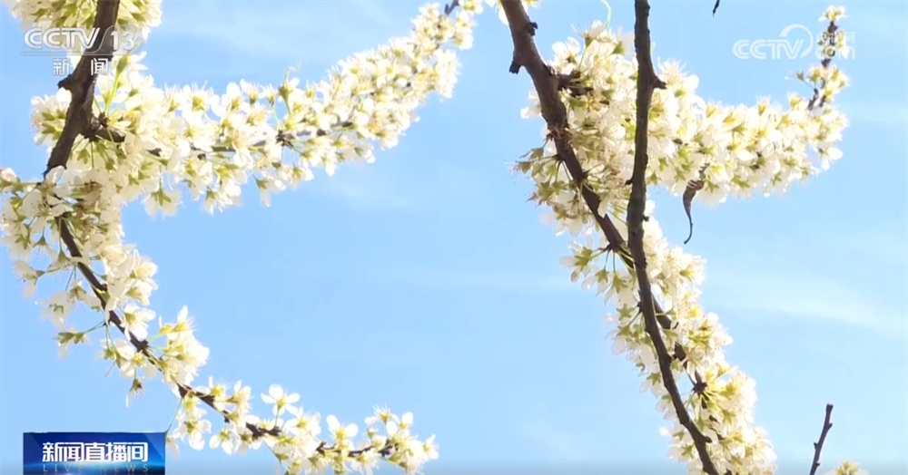 “赏花经济”为消费市场注入新活力 特色产业激活乡村振兴“动力源” “赏花经济”为消费市场注入新活力 特色产业激活乡村振兴“动力源”