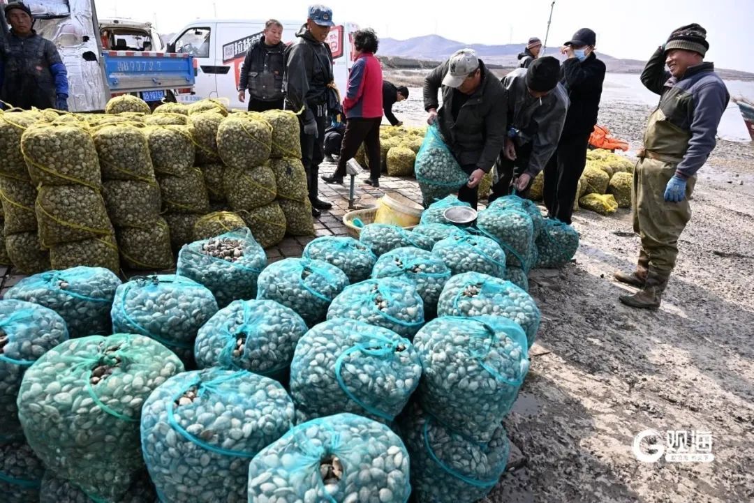 一抢而空!每天6万斤在青岛上岸,有人一买就是七八千斤…… 一抢而空!每天6万斤在青岛上岸,有人一买就是七八千斤……