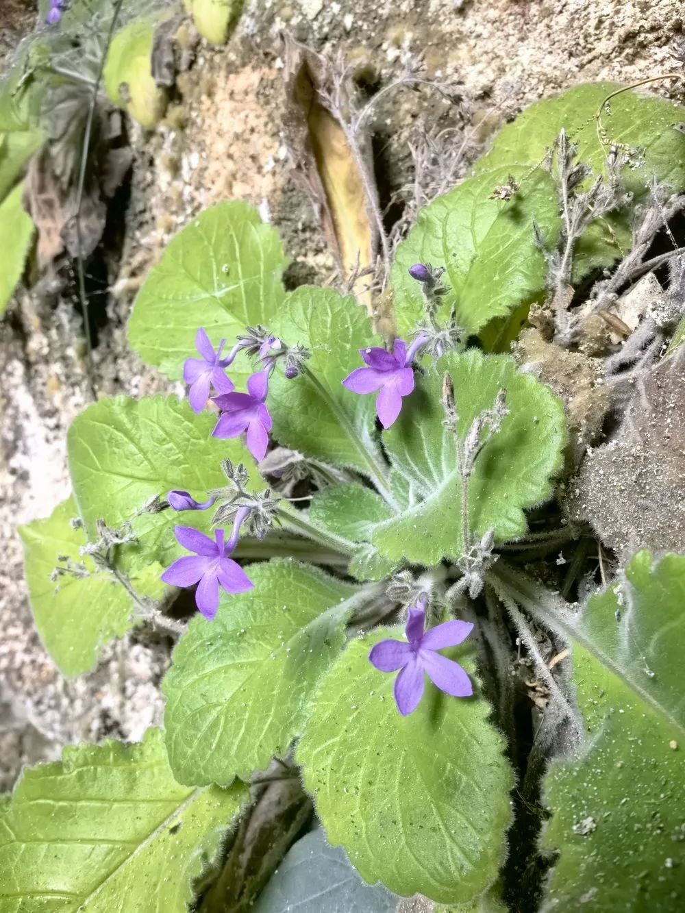 濒危新物种+1,在广西被发现! 濒危新物种+1,在广西被发现!