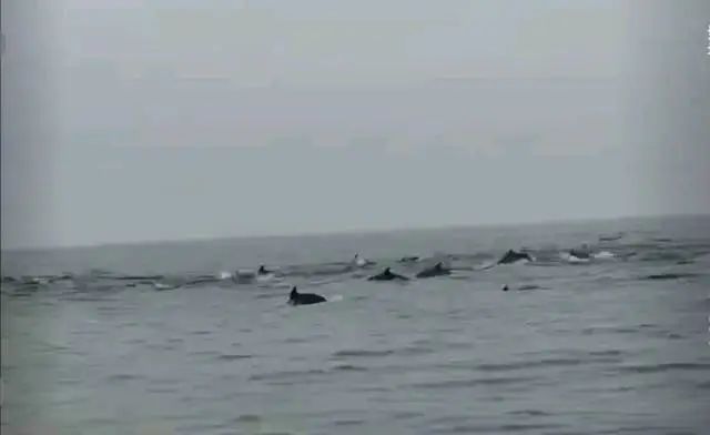 100余头！深圳一海域现海豚群“集体出游”