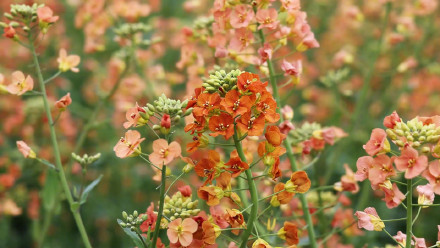 七彩油菜花美得像莫奈花园 七彩油菜花美得像莫奈花园