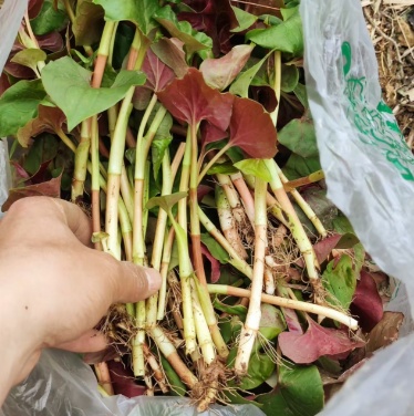 折耳根跨界成时尚单品！重庆网友：万万没想到