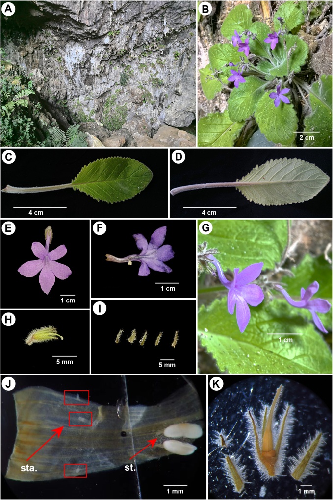 广西发现极危植物新物种弯管石山苣苔 广西发现极危植物新物种弯管石山苣苔