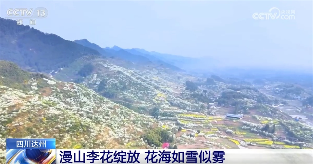 “赏花经济”为消费市场注入新活力 特色产业激活乡村振兴“动力源” “赏花经济”为消费市场注入新活力 特色产业激活乡村振兴“动力源”