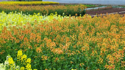 七彩油菜花美得像莫奈花园 七彩油菜花美得像莫奈花园