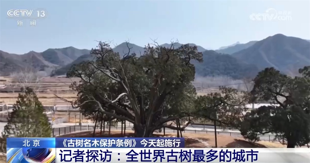 跨越时空、共荣共生！这些生态中国里的古树“传奇”打动了你吗？