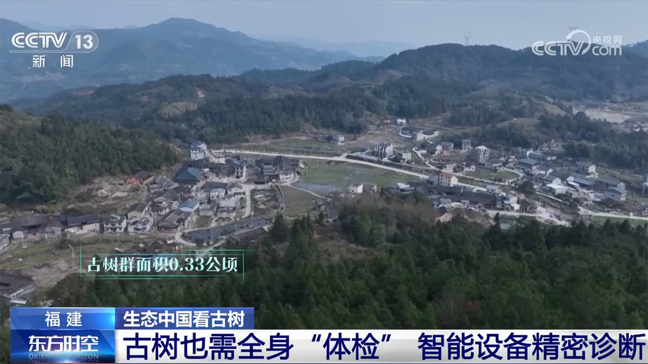 《古树名木保护条例》施行,看一看各地古树与城市如何跨越时空? 《古树名木保护条例》施行,看一看各地古树与城市如何跨越时空?