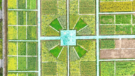 七彩油菜花美得像莫奈花园 七彩油菜花美得像莫奈花园