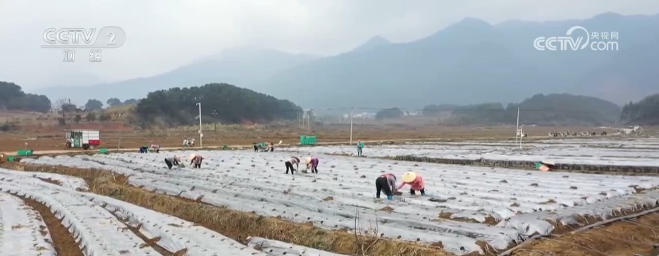 田野奏响春耕春管“科技曲” 特色产业铺就振兴“致富路”