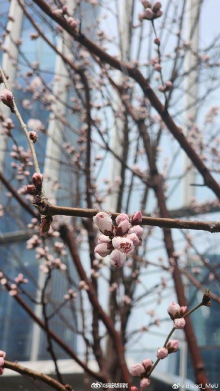 你拍到了吗？北京多地飘雪啦