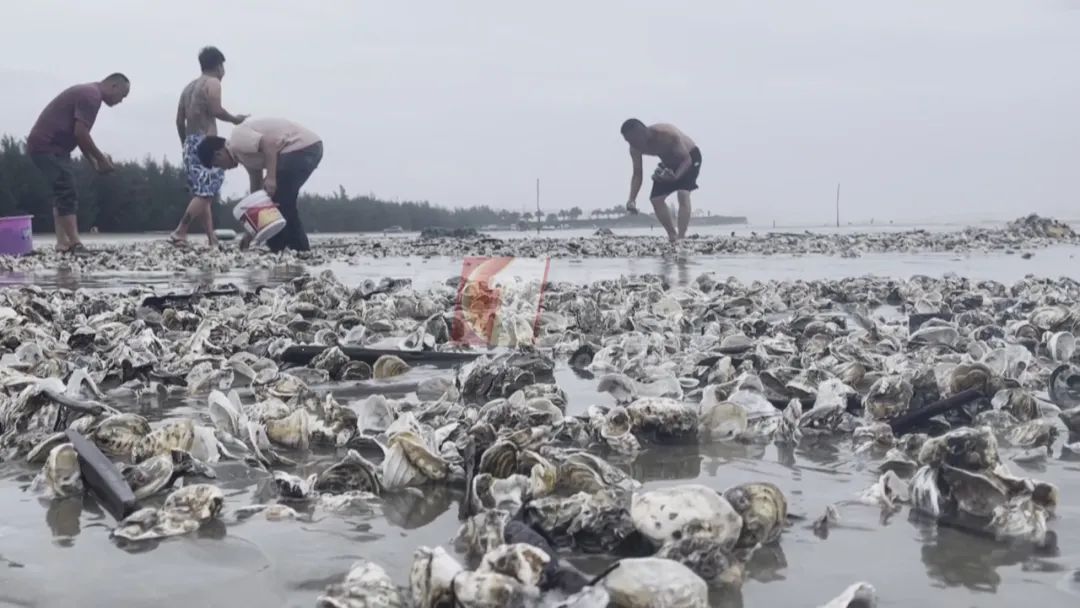 戴手套！戴手套！如不及时治疗，致死率或达100%，医生提醒→