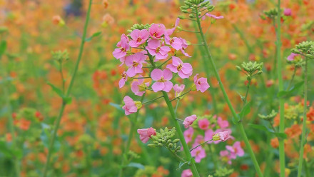 七彩油菜花美得像莫奈花园 七彩油菜花美得像莫奈花园